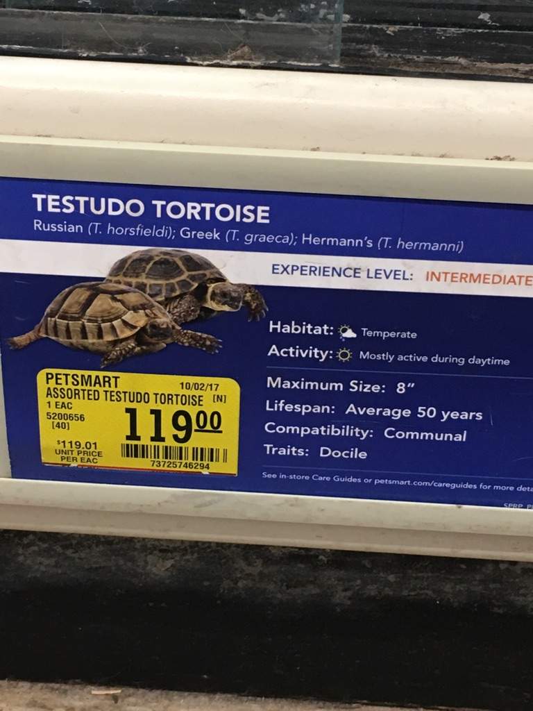 tortoise price petsmart