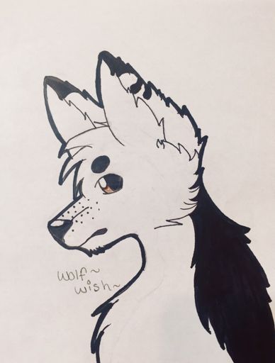 About Meh •.* | Wiki | Wolf Amino Amino