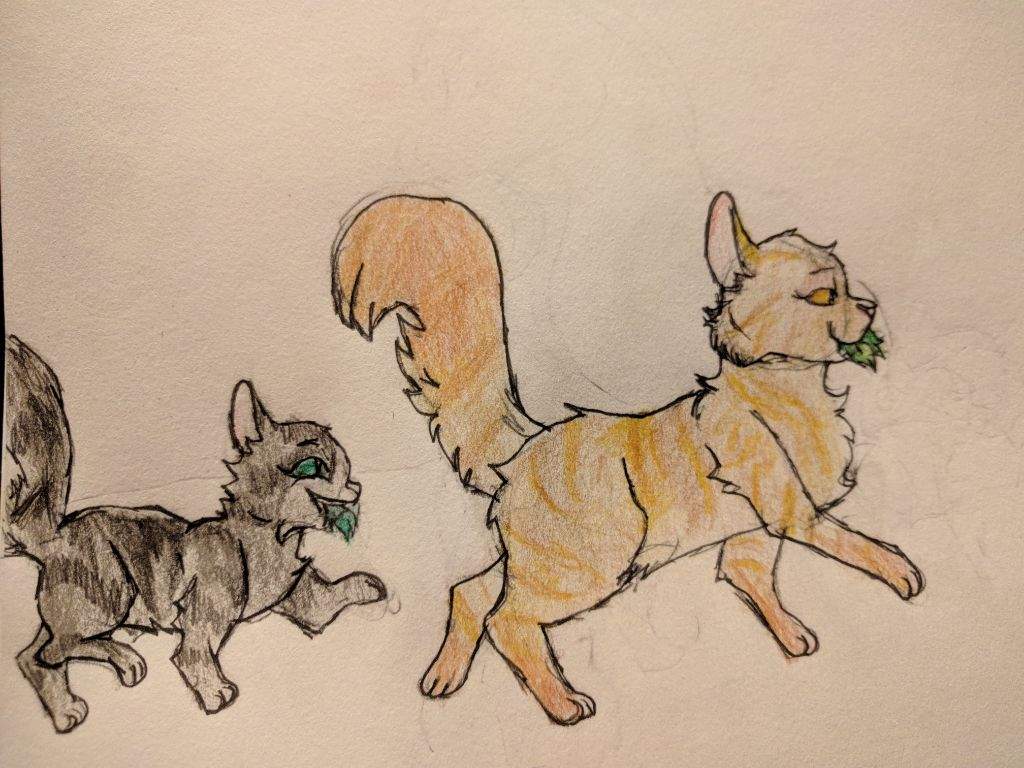 warrior cats willowkit