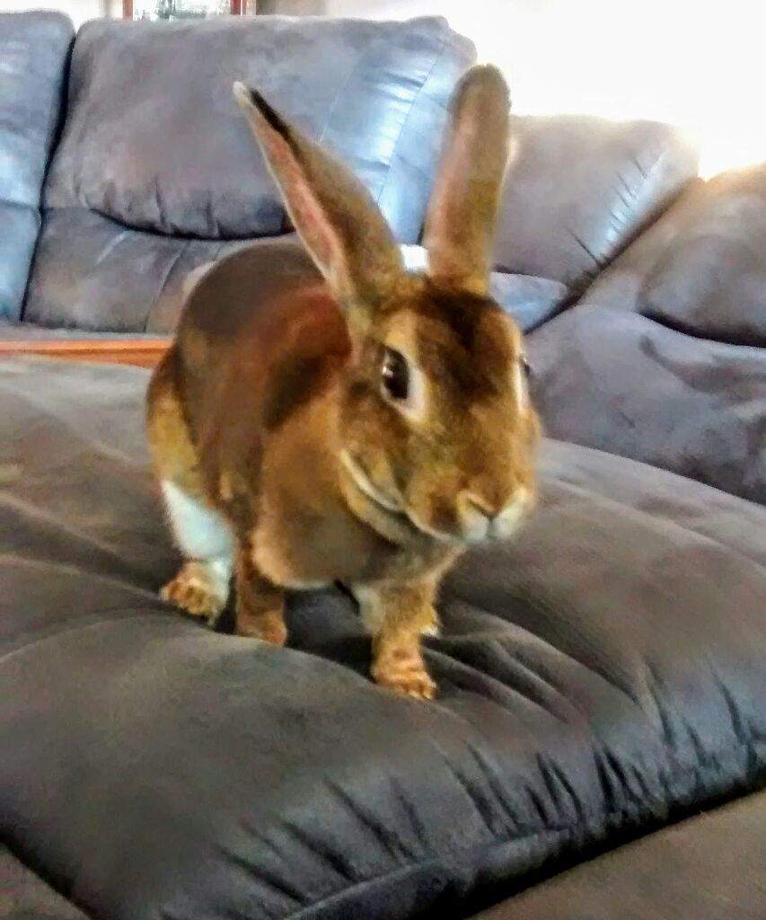 Clover Wiki Rabbits Amino