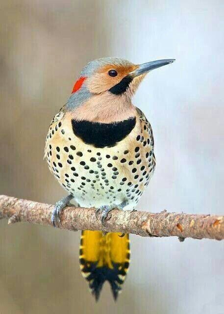 Northern Flicker, Identification, All About Birds - Cornell Lab of ...