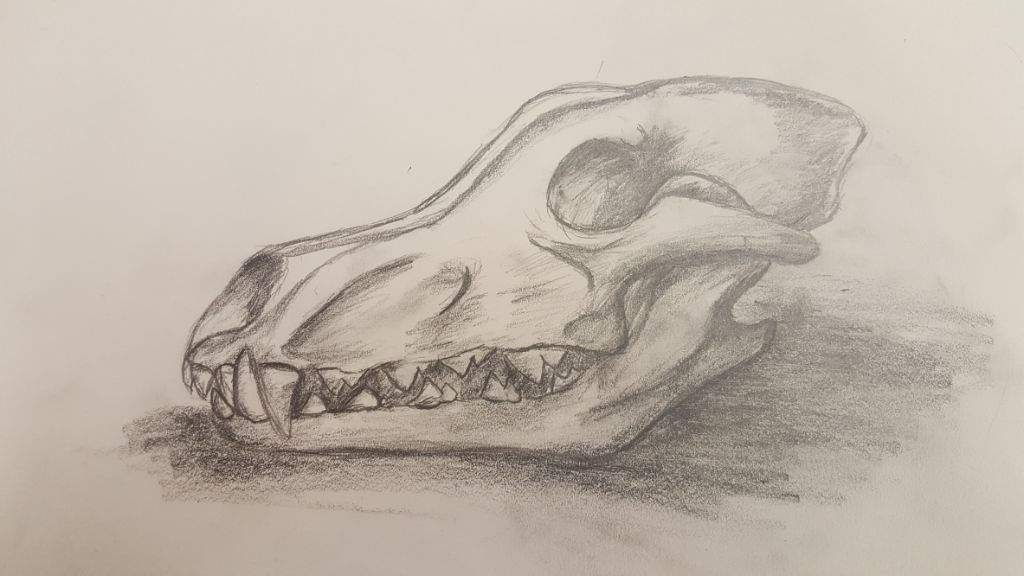 wolf skull drawing