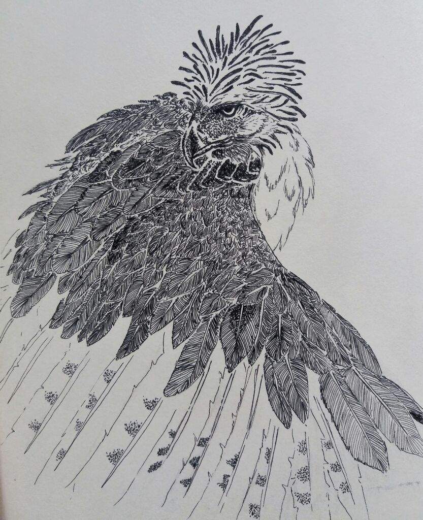 endangeredanimalchallenge the philippine eagle art amino philippine eagle