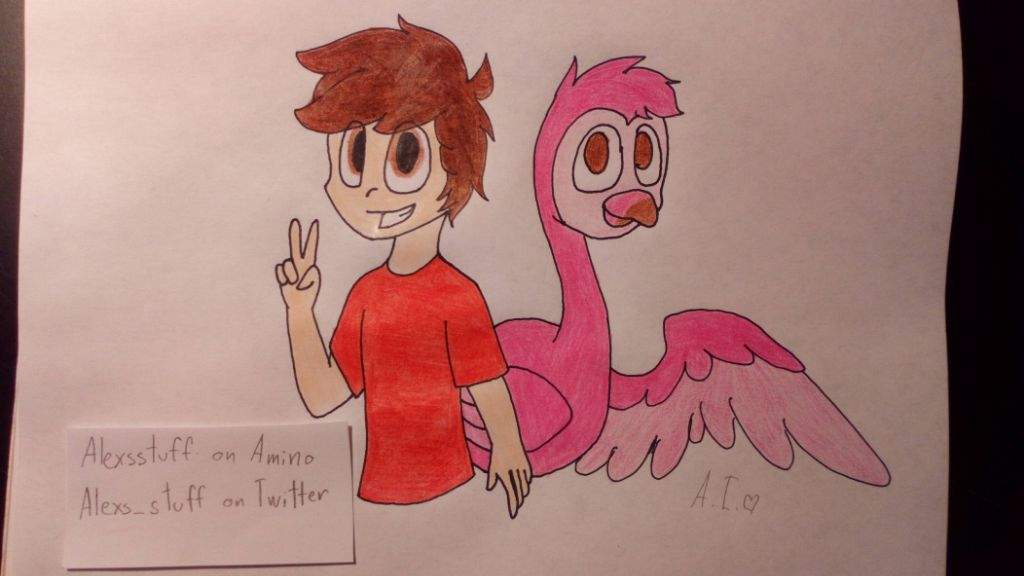 Albertsstuff And Flamingo Drawing D Albertsstuff Amino