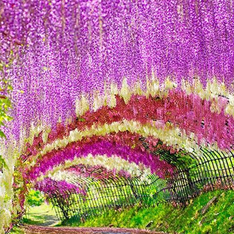 Resultado de imagen para El tÃºnel de la Wisteria japon