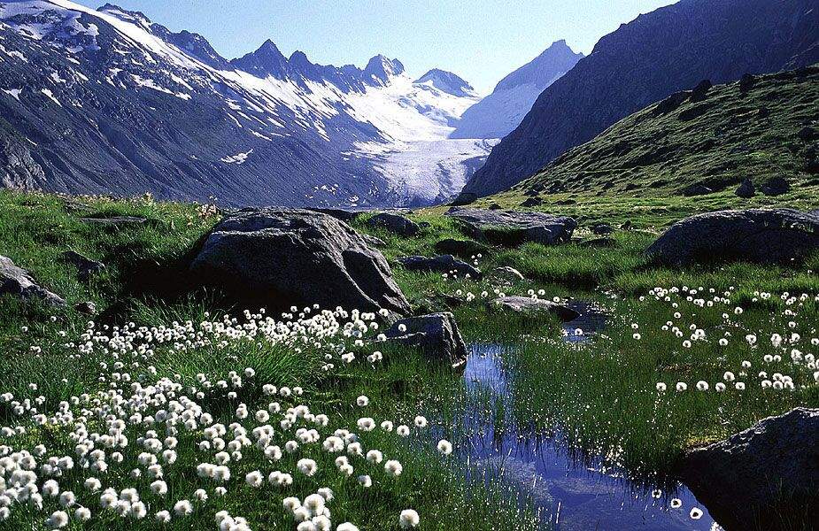 Conociendo la Tundra Madre Naturaleza Amino