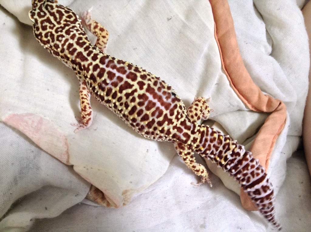 Morph Guide for leopard geckos | Reptiles Amino