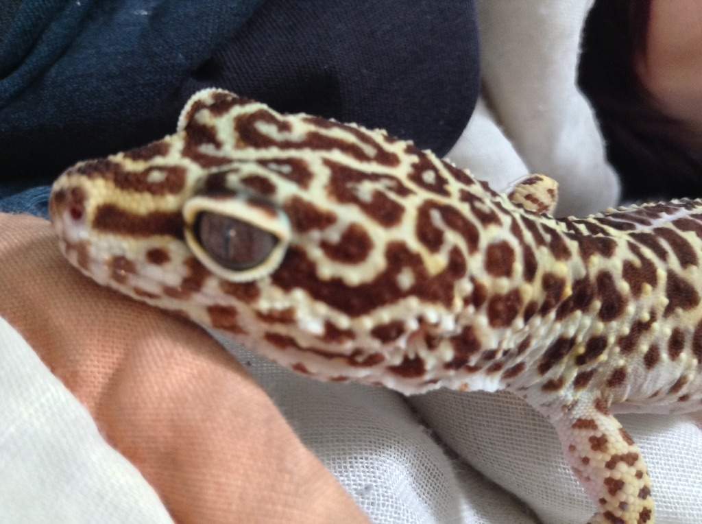 Morph Guide for leopard geckos | Reptiles Amino