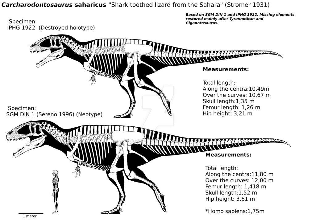 Paleo Analysis: Carcharodontosaurus Saharicus | Dinosaur Lovers Amino