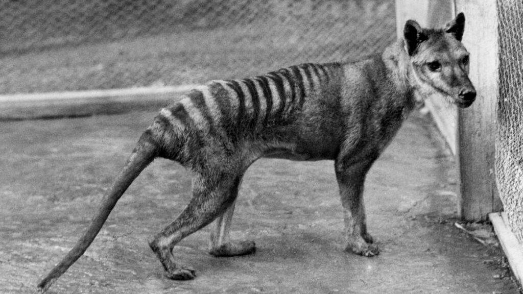 Thylacine Furs | Wiki | Furry Amino