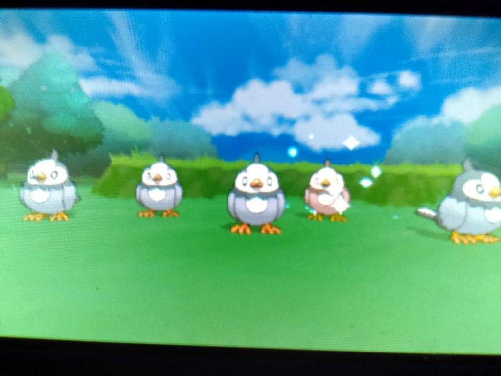 1 25 Shiny Starly Shiny Pokemon Amino Amino