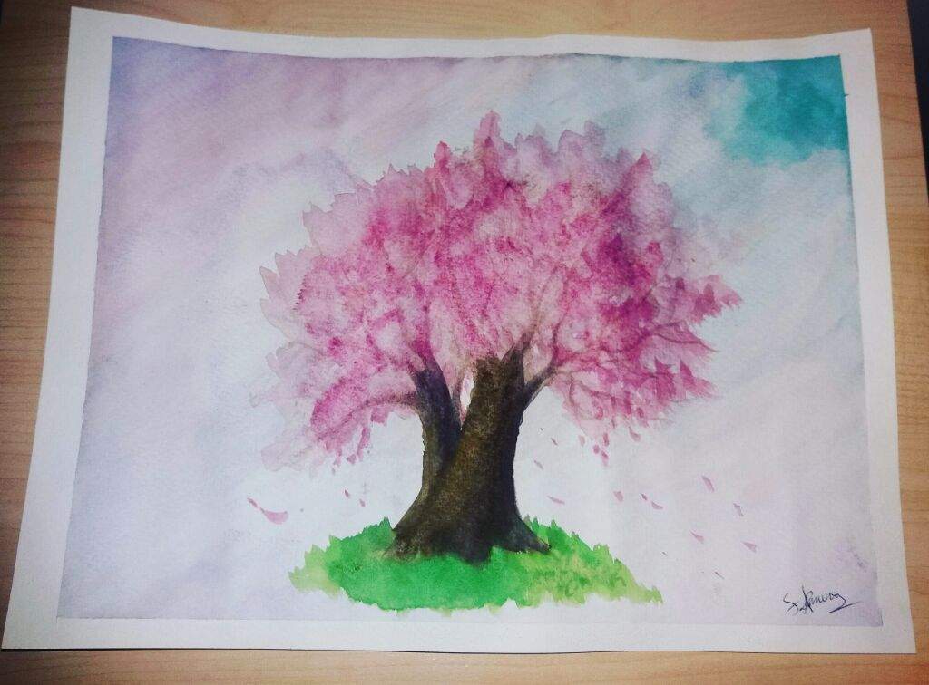Watercolor Sakura Tree Drawing Japan Amino