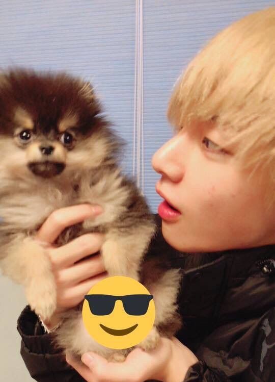 Taehyung’s two lovers of his life 💗 Jungkook & Yeontan 🐰🐶🐯 | ARMY's Amino