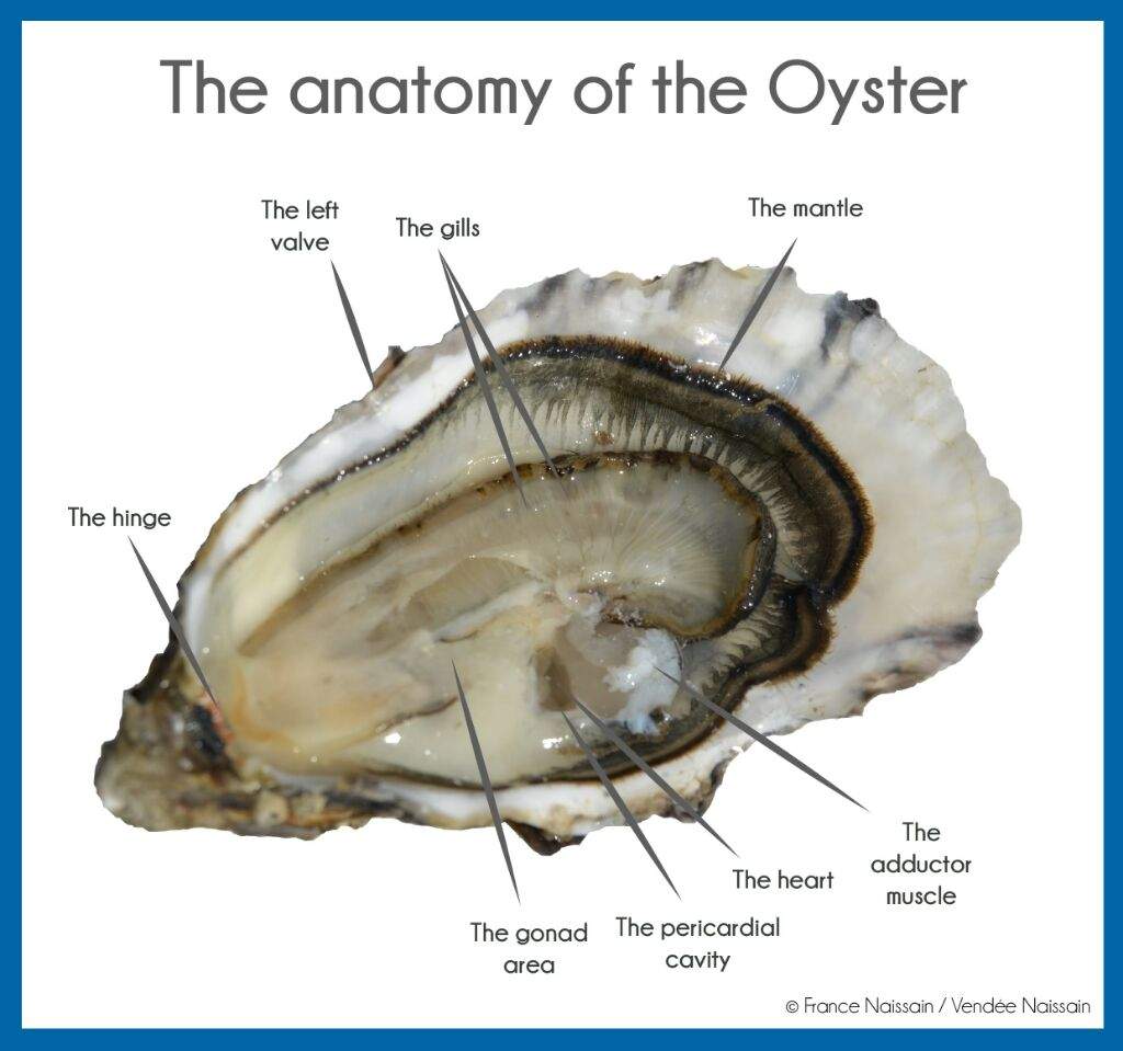 Is An Oyster An Animal / Premium Vector Oyster Learn To Spelling Animal