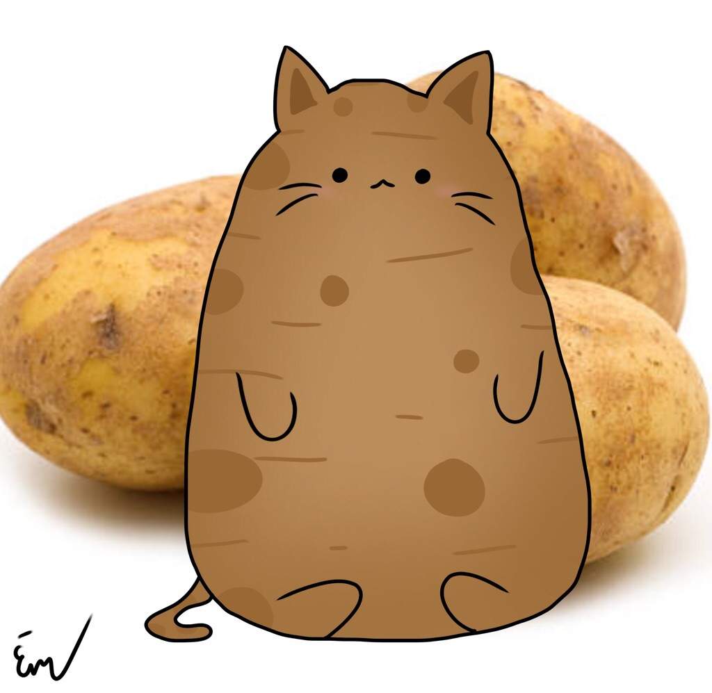 potato pusheen