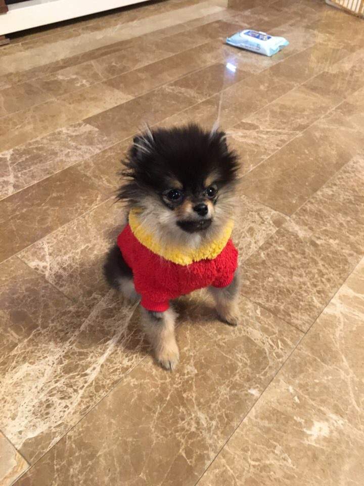 Yeontan New Outfit [TAE'S PUPPY] | ARMY's Amino