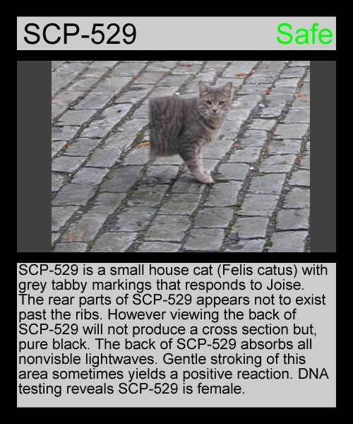 Scp 529 Josie The Half Cat Scp Foundation Amino