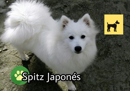 a que edad es adulto un spitz japones