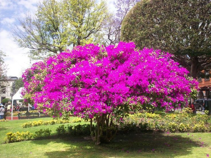 Bugambilia? Flor Mexicana?❤ | Wicca y Paganismo Amino