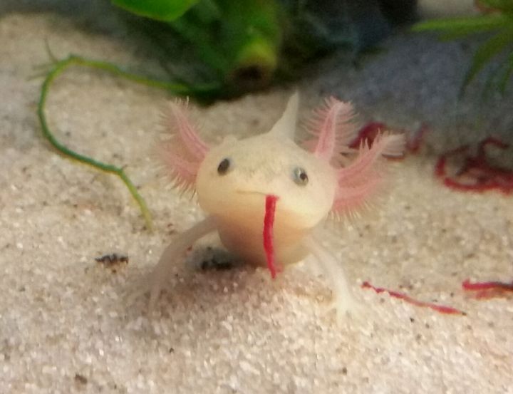 Axolotl Care Guide | Wiki | Pets Amino