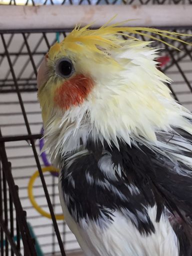 My pet cockatiel (Twinky) after a shower!!! 🐥🐥 | Birds Amino Amino