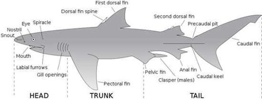 Pelvic fins | Wiki | Sharks Amino