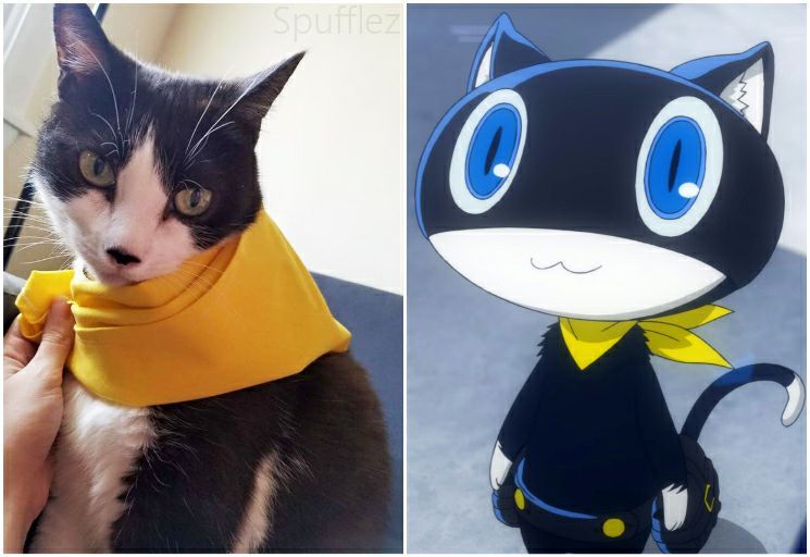 I wanted to share a few pictures of my cat as Morgana from Persona 5. Fun f...