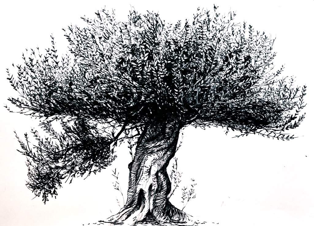 Pen and Ink Sketch of an Olive Tree | Drawing Amino