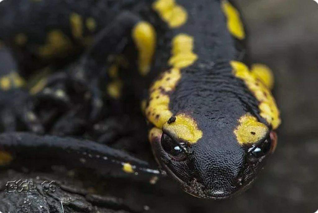 Саламандра в природе. Огненная саламандра Salamandra Salamandra. Саламандра черная с желтыми пятнами. Саламандра ядовитая. Огненная саламандра животное.