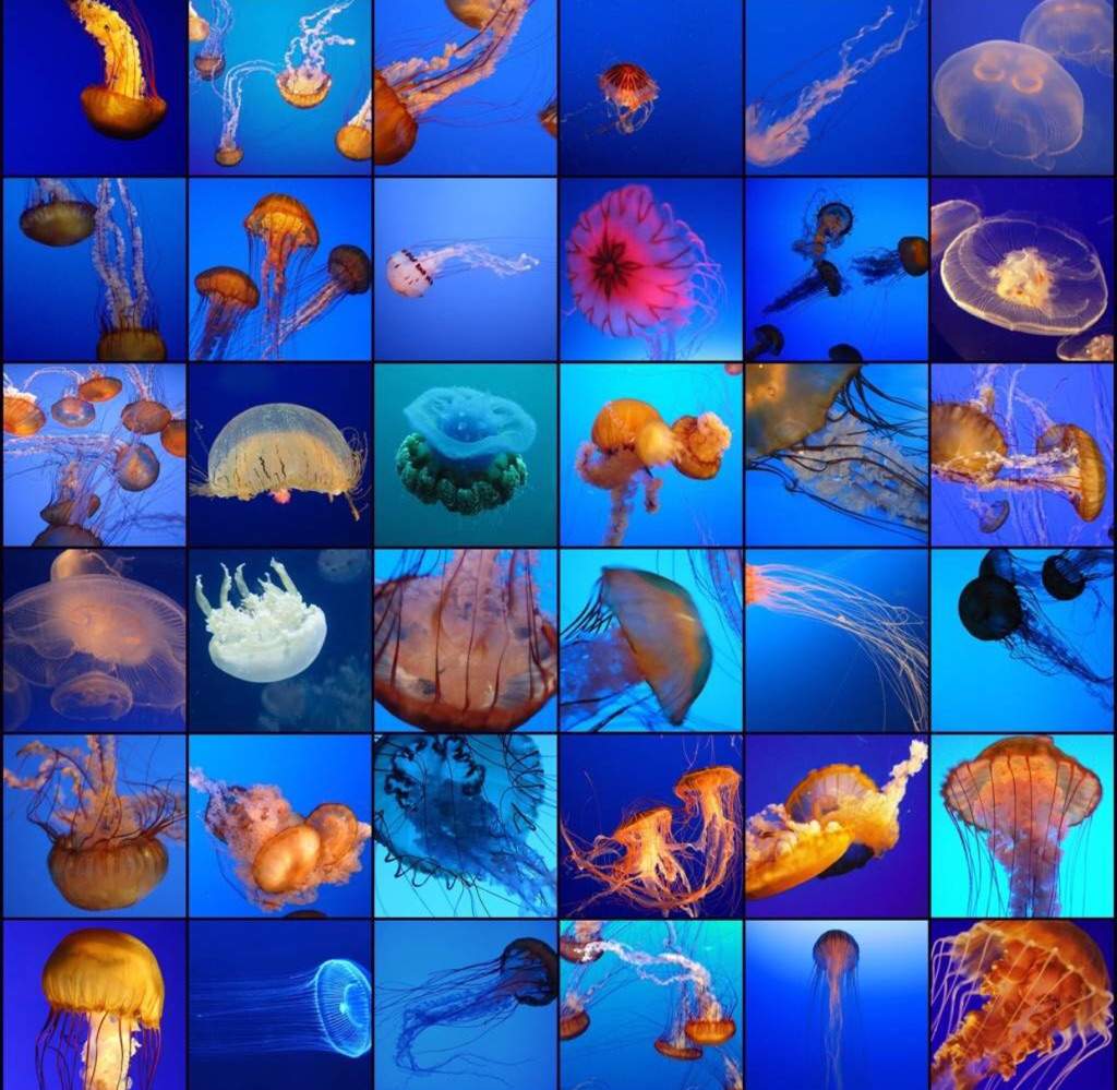 box jellyfish species