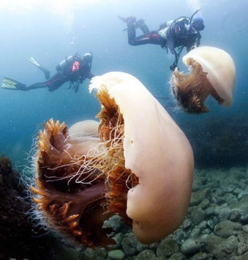 Медуза цианея гигантская и человек