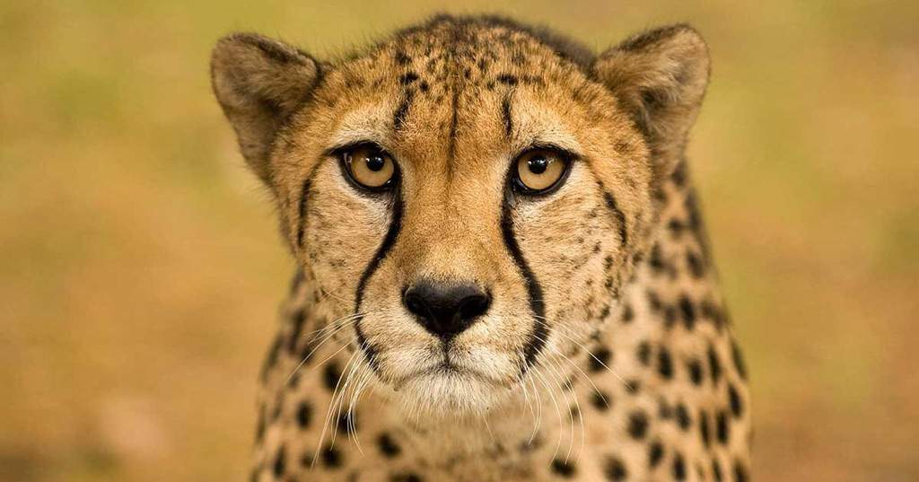 All About Cheetahs Facts