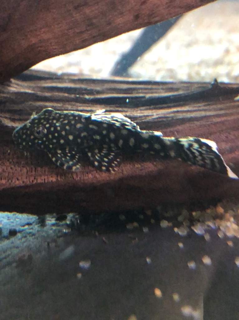 Pleco Care Pt. 1: Feeding 