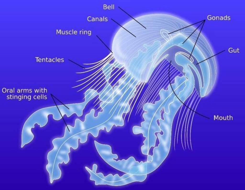 Jellyfish Facts | Science and Technology Amino