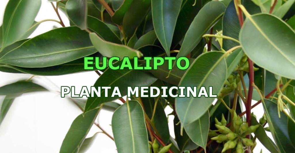 Eucalipto Wicca Y Paganismo Amino