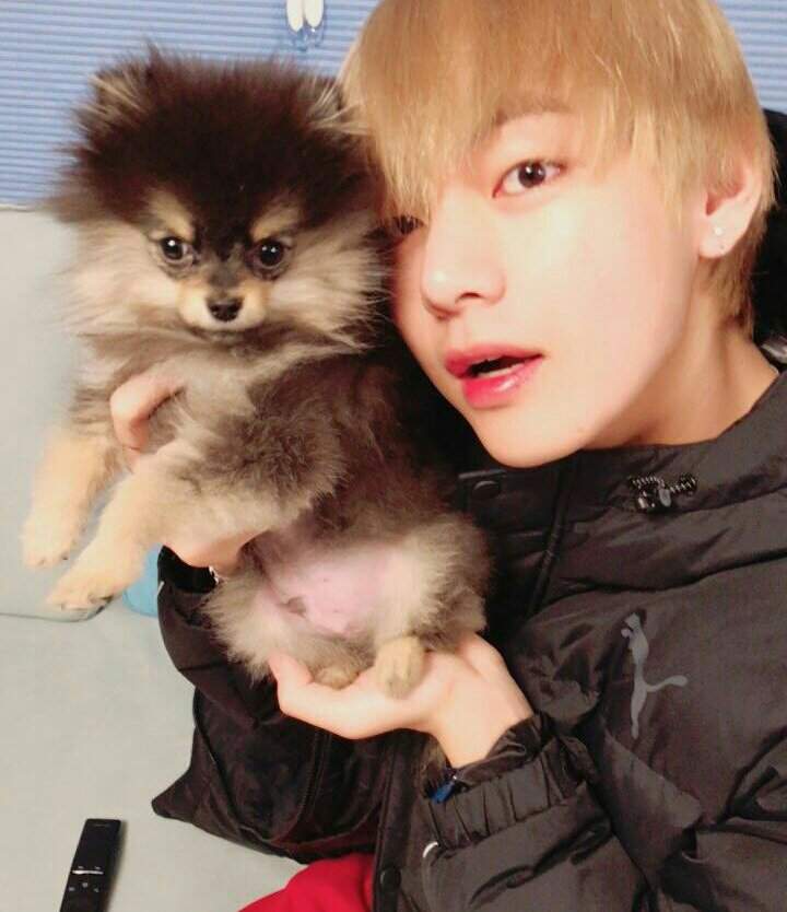 Yeontan Wiki BTS Amino