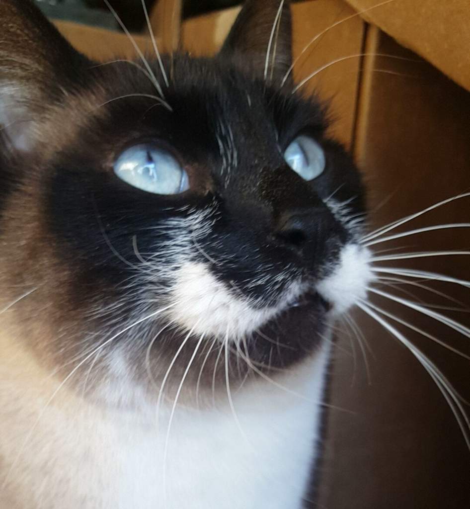 Koda Wiki Cats For All Amino