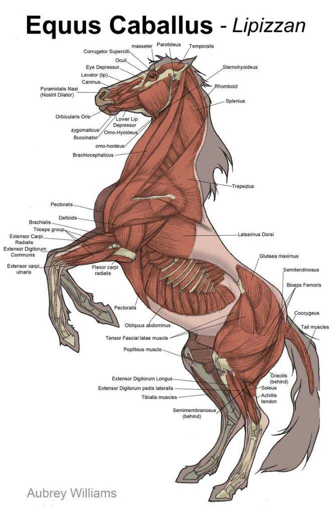 Dragon Anatomy A Full Guide Wings Of Fire Amino