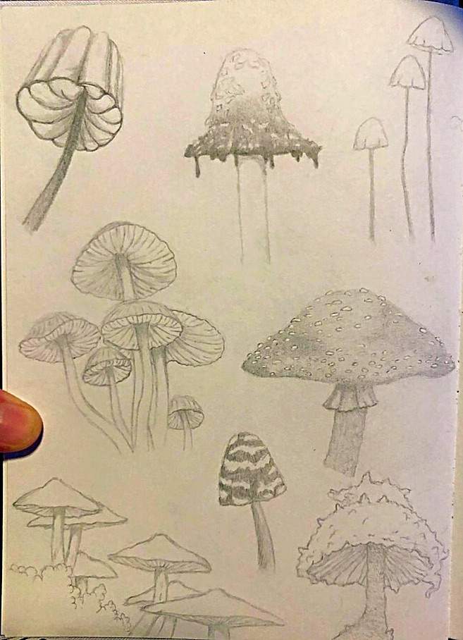 Mushroom Sketches | Art Amino