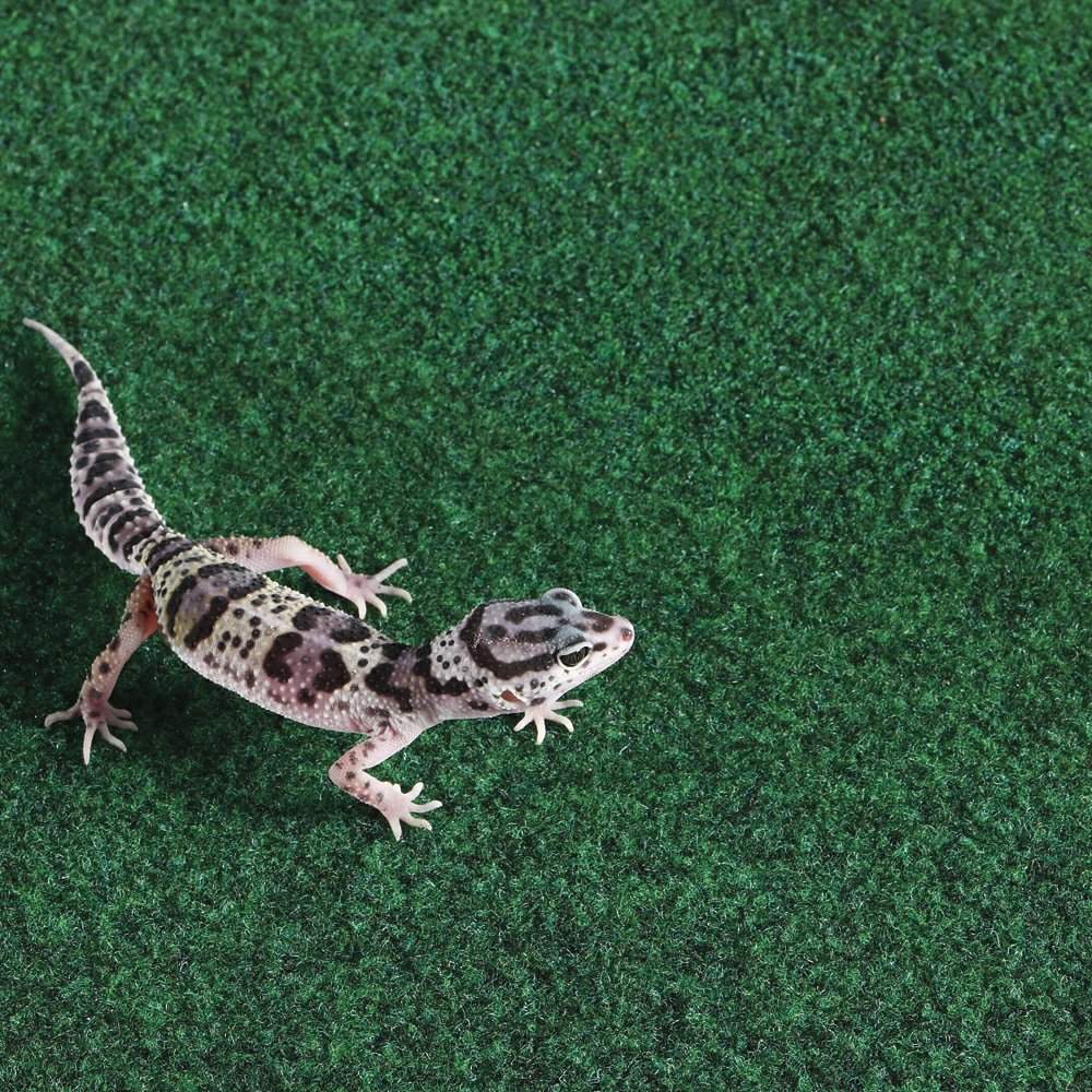 reptile carpet leopard gecko