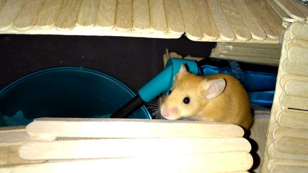 New DIY mouse cage set up! Pets Amino