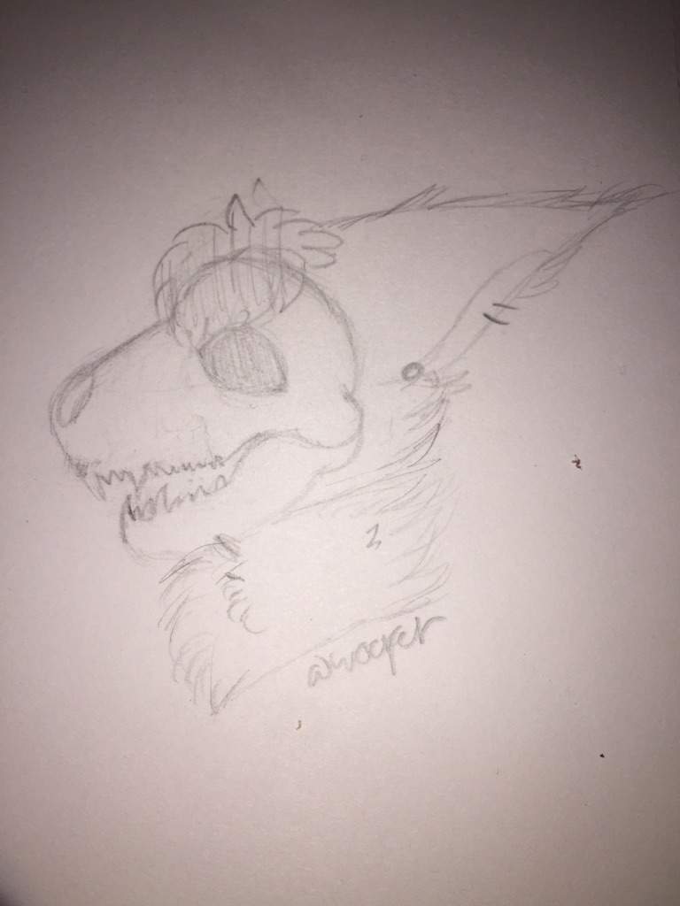 Skull Dog Furry Drawing