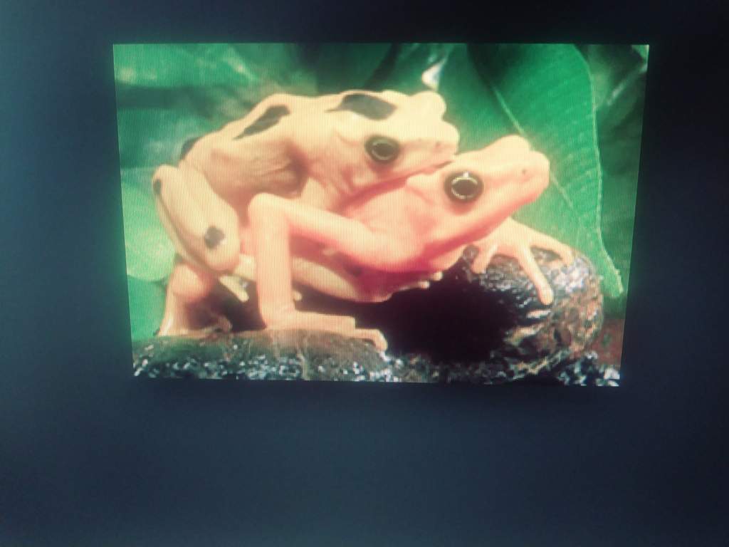 Frog Porn - When your trying to do research but come across frog porn ...