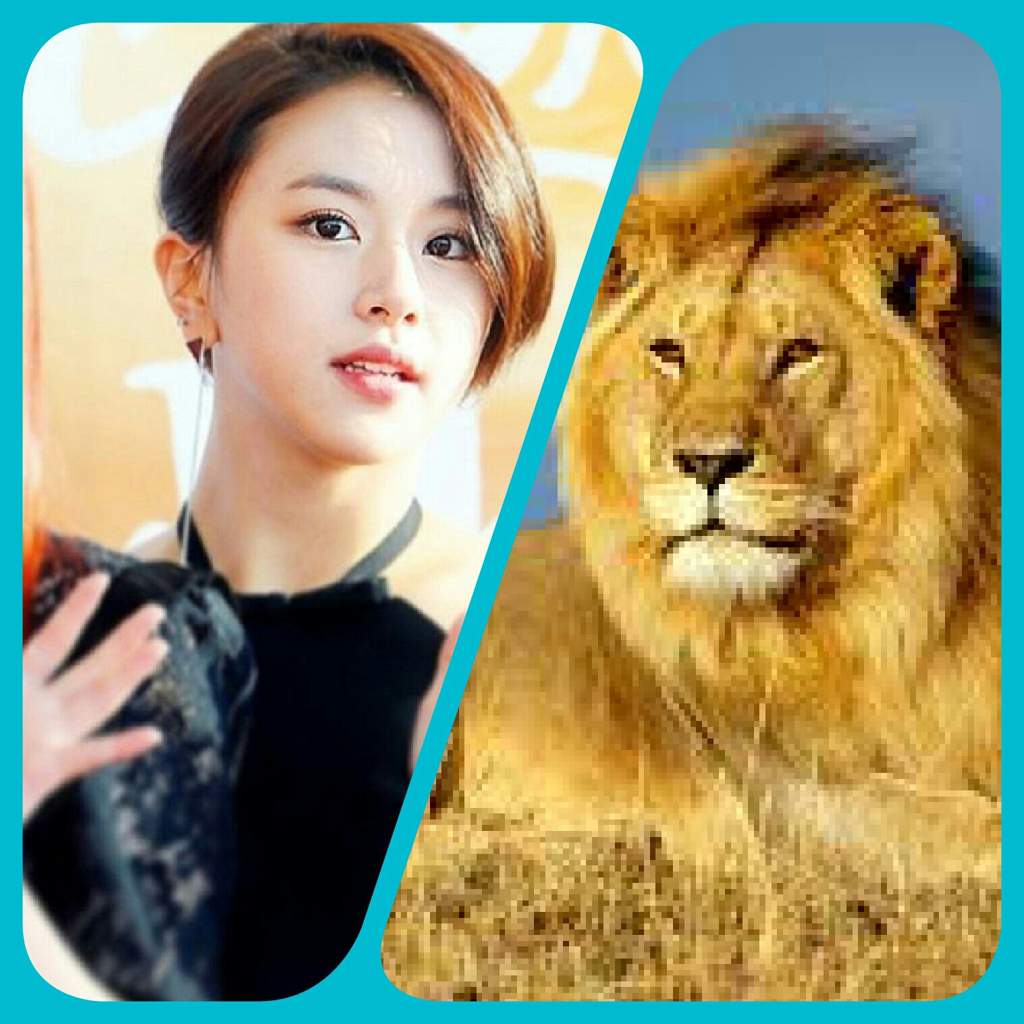 Twice as animals Twice (트와이스)ㅤ Amino