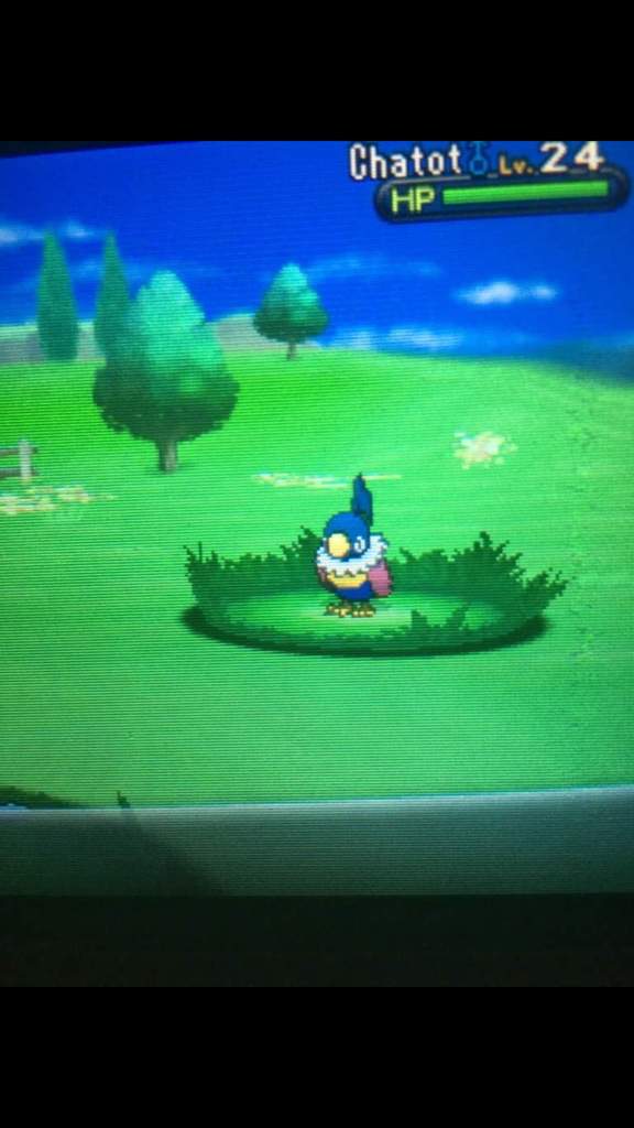 Shiny Chatot Just Appears 10 10 Title Shiny Pokemon Amino Amino