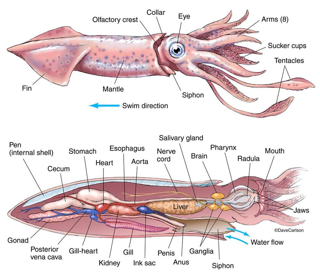 Squid Diagram Labeled