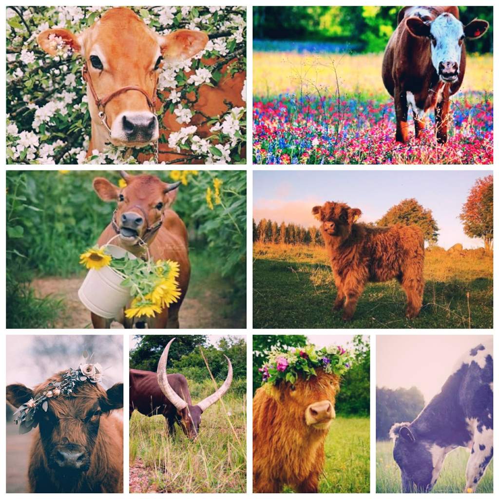 cow aesthetic°• | símply aesthetíc Amino