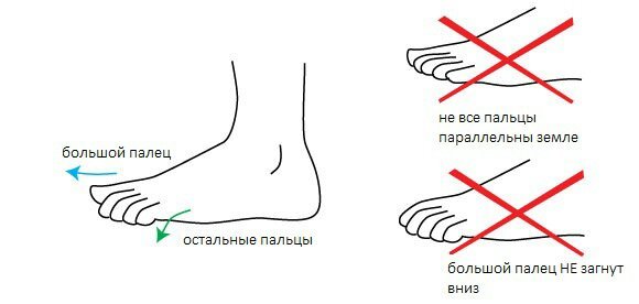 Построение стопы академический рисунок