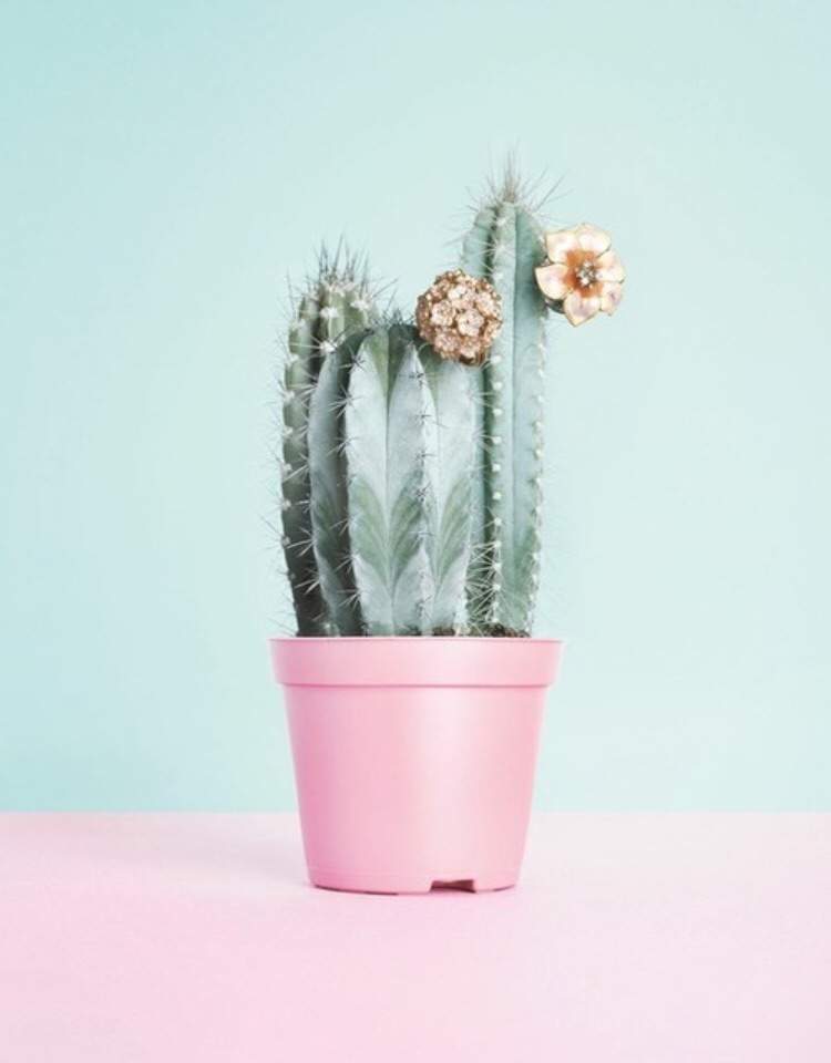 Cacti Aesthetic Dump Simply Aesthetic Amino