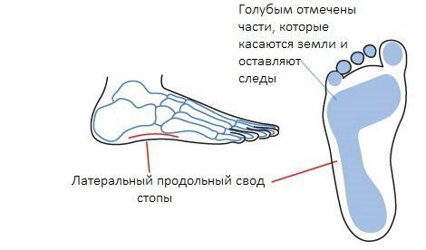 Построение стопы академический рисунок